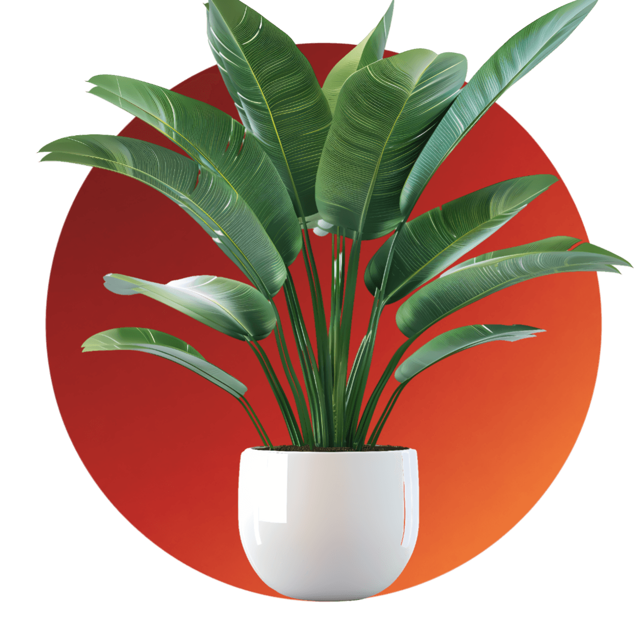 Decoración